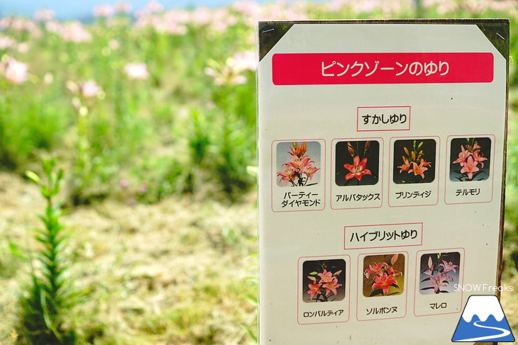 北海道最大級、213万輪のゆりの花！『オーンズ春香山ゆり園』